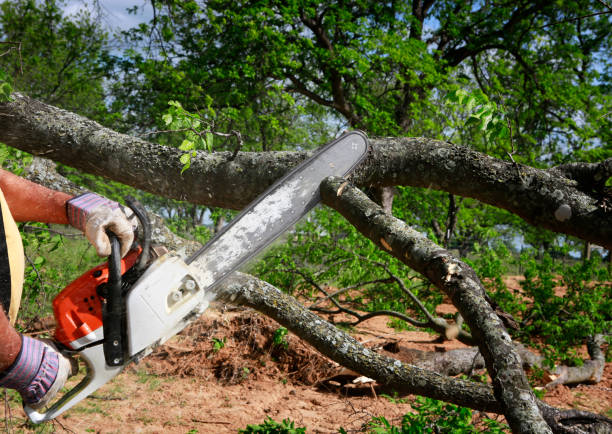 Best Dead Tree Removal  in Colfax, WA